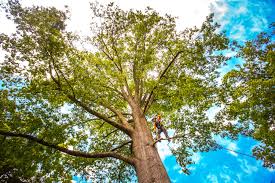 Best Tree Health Inspection  in Star, ID