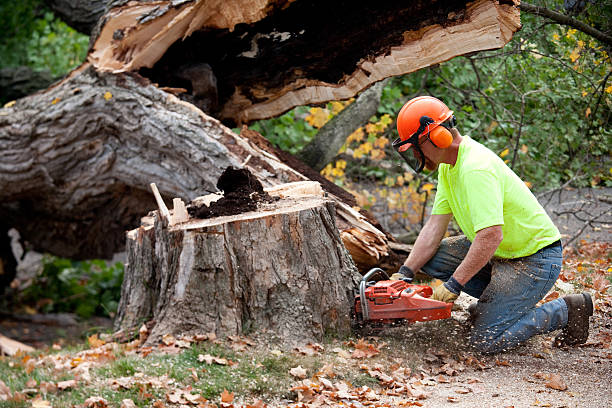 Best Commercial Tree Services  in Star, ID