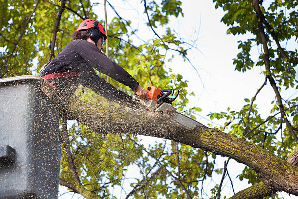 Tree and Shrub Care in Star, ID